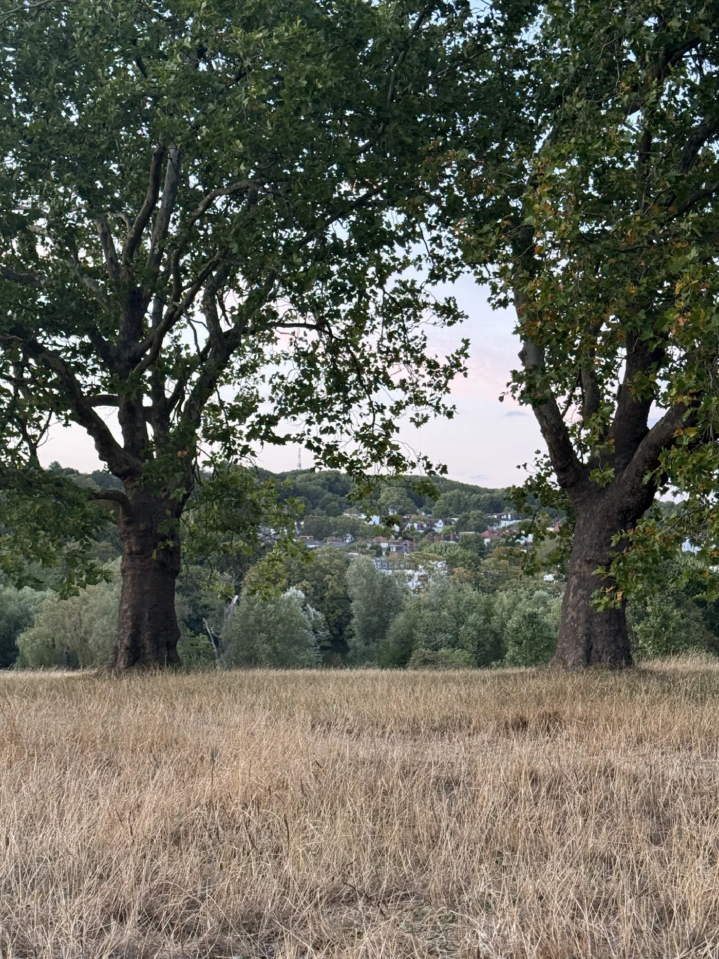 Two large trees framing a view across dry grass towards wooded hills and houses