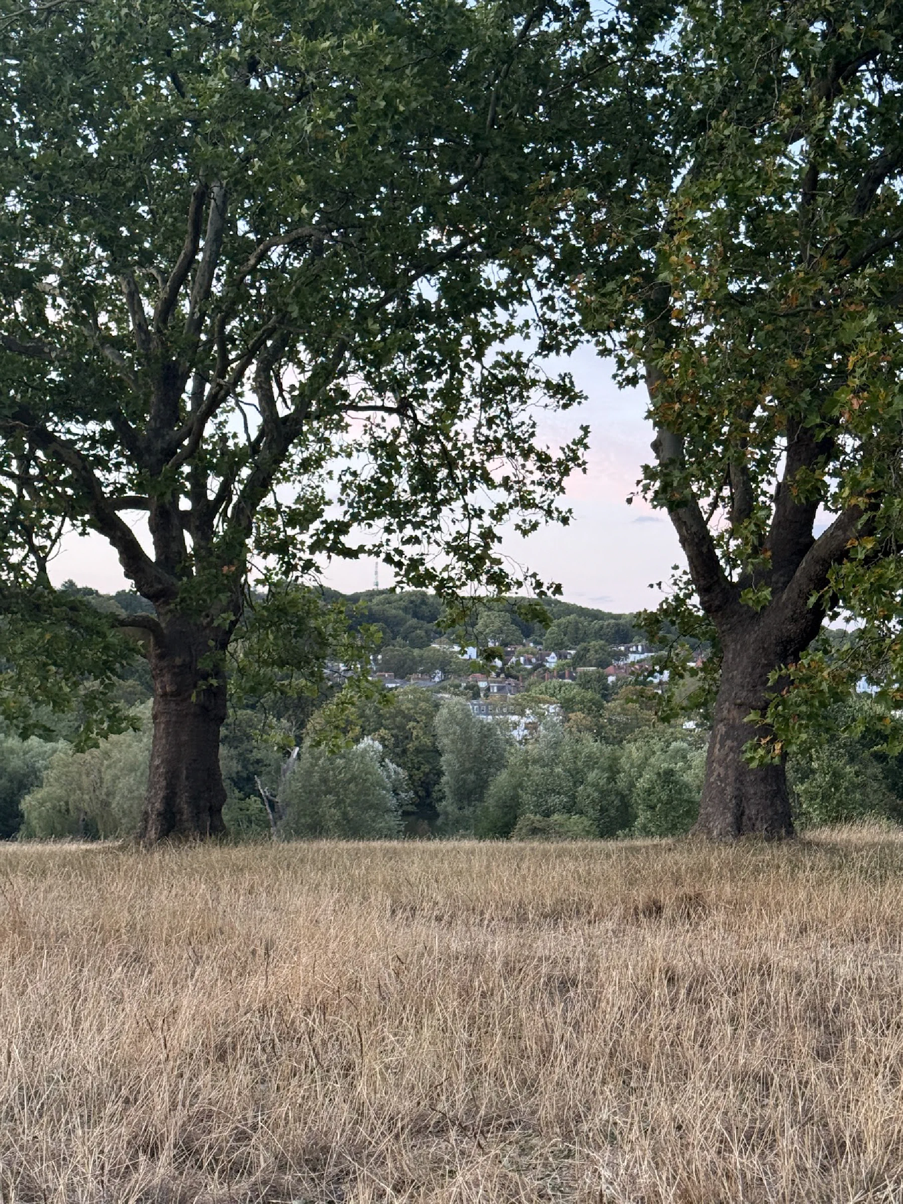 Two large trees framing a view across dry grass towards wooded hills and houses